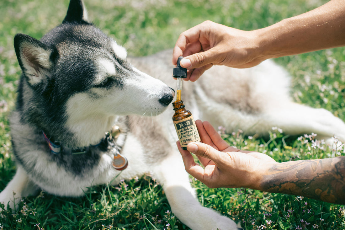Why Your Pet Deserves Natural Supplement Care Too